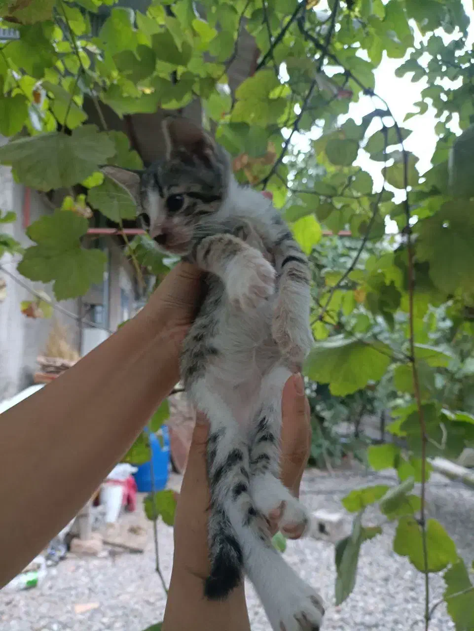 واگذاری رایگان گربه|گربه|رشت, گلسار|دیوار