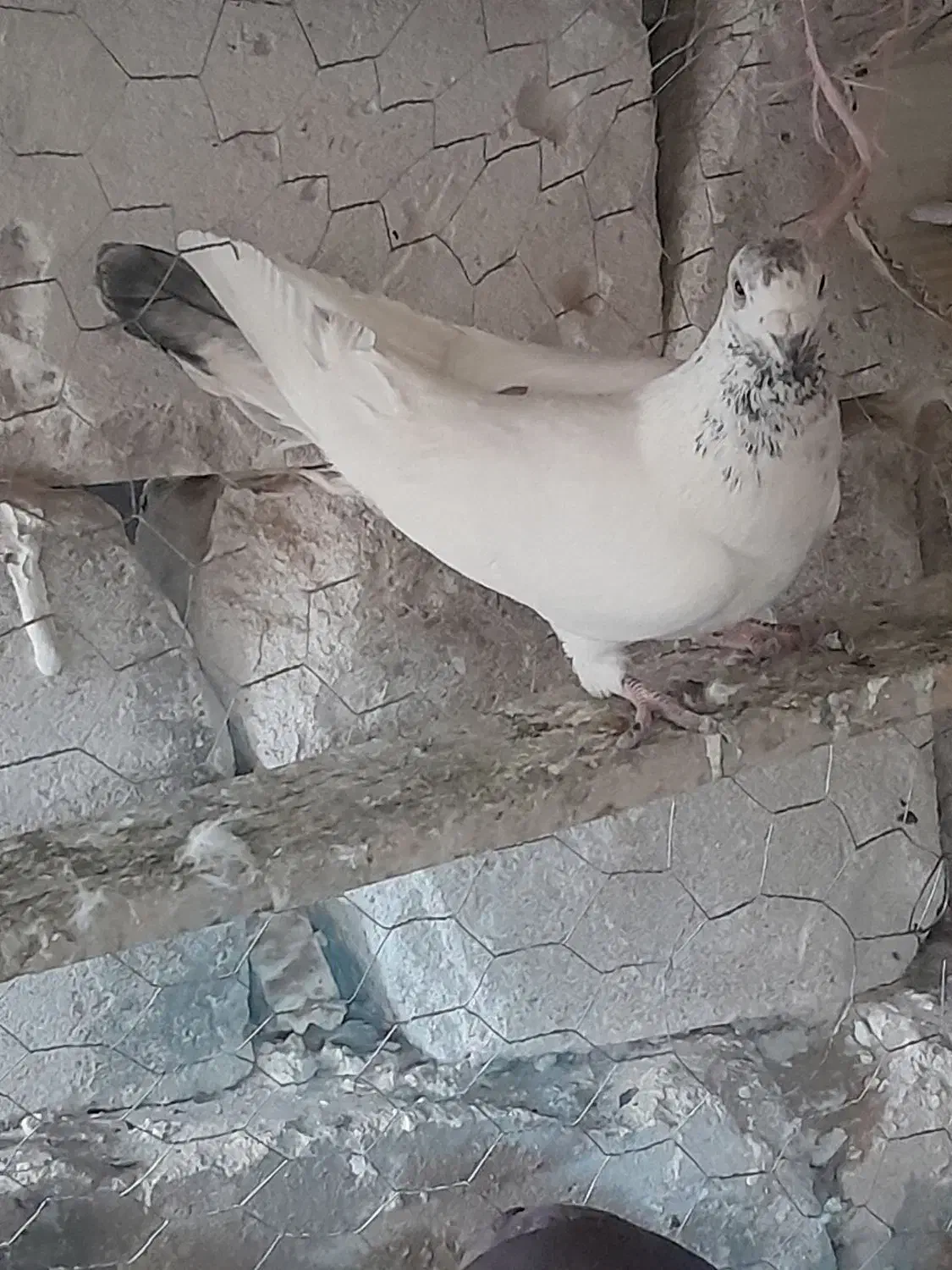 سه عدد کفتر نقش|پرنده|سیرجان, |دیوار