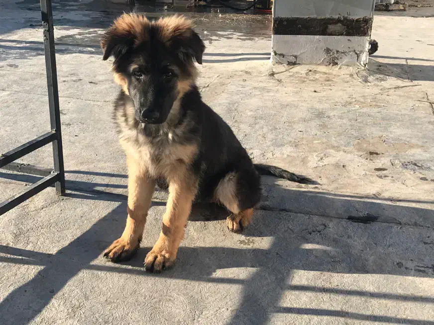 توله ژرمن وورک لاین اصیل ماده|سگ|خرمآباد, |دیوار