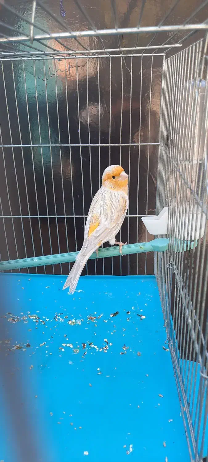 قناری نقره ای نرمست شلاقی .انگشتر.سهره.عروس هلندی|پرنده|کرمانشاه, |دیوار