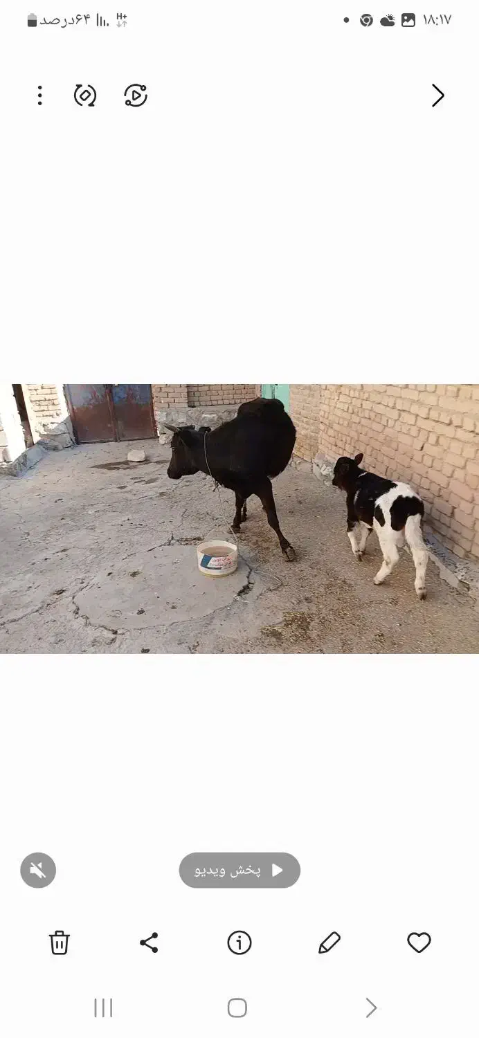 گاو گوساله|حیوانات مزرعه|قروه, |دیوار