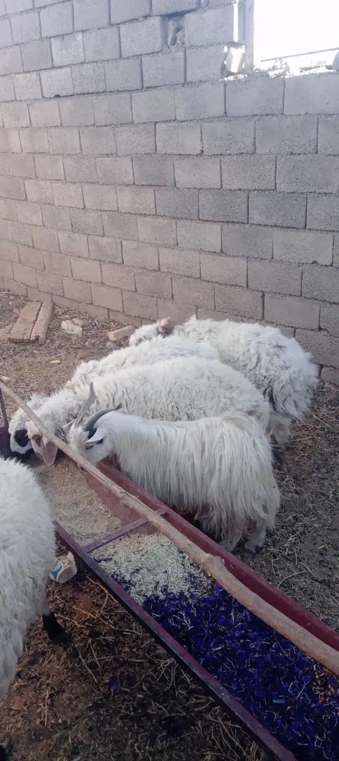 ۲بزغاله نر چاق|حیوانات مزرعه|قائن, |دیوار