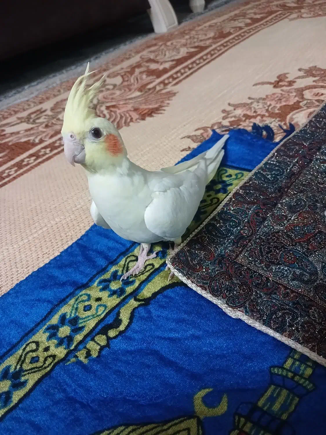 عروس هلندی نر و ماده|پرنده|مشهد, مصلی (کارمندان اول)|دیوار