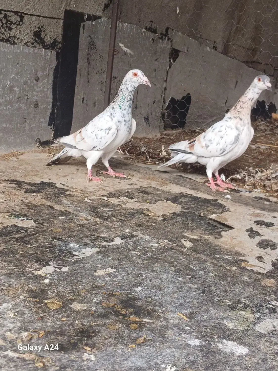 کبوتر|پرنده|شال, |دیوار