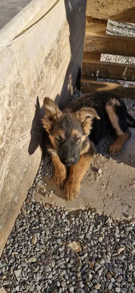 توله ژرمن اصیل نر و ماده|سگ|اراک, |دیوار