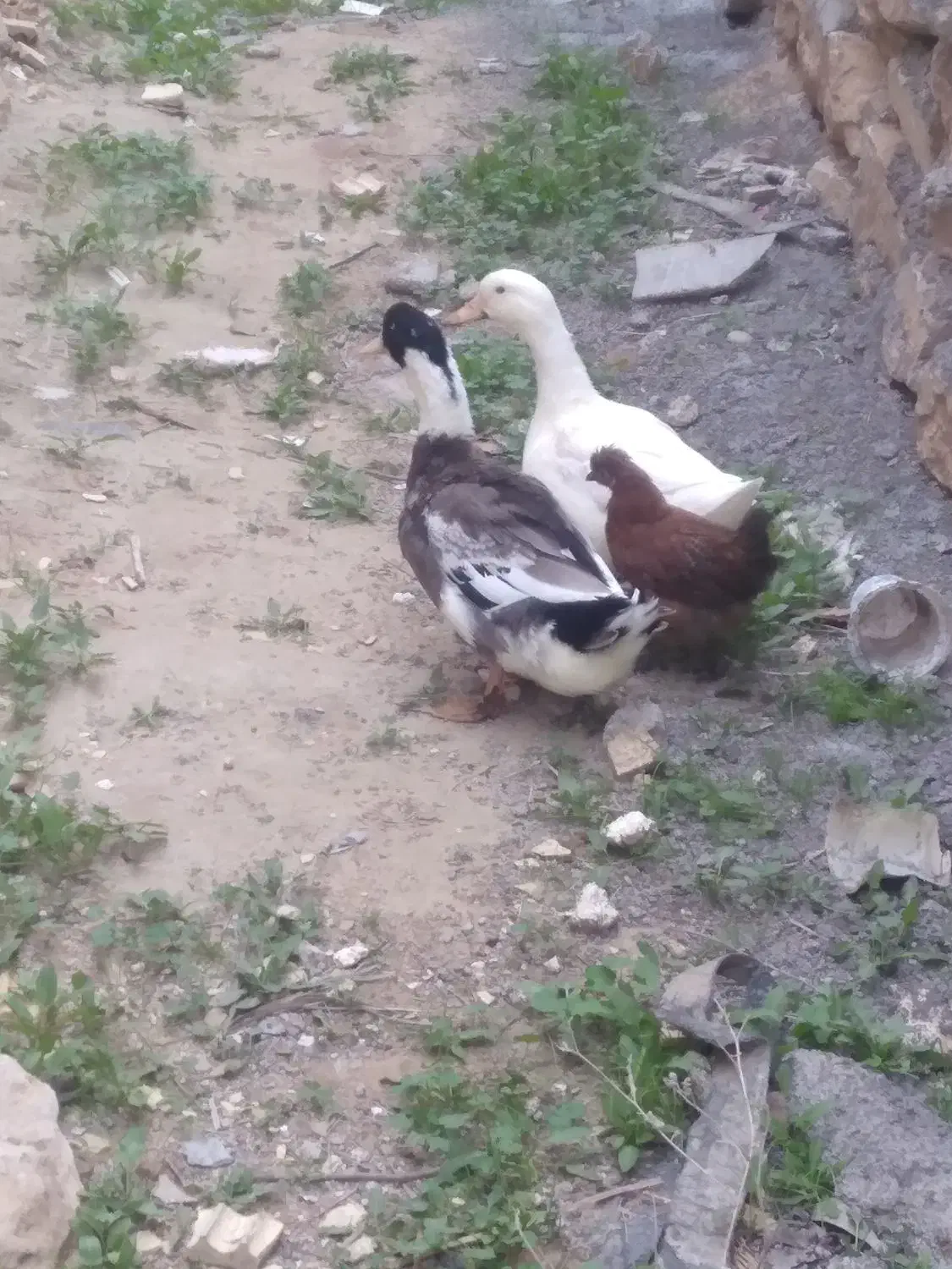 اردک|حیوانات مزرعه|امیدیه, |دیوار