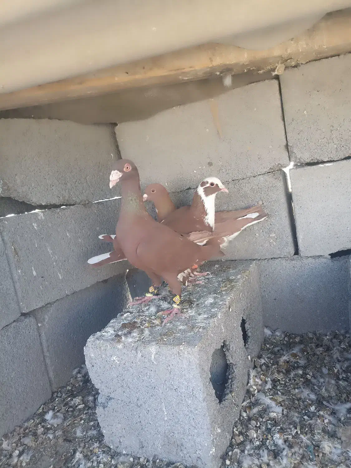 کبوتر|پرنده|میرجاوه, |دیوار