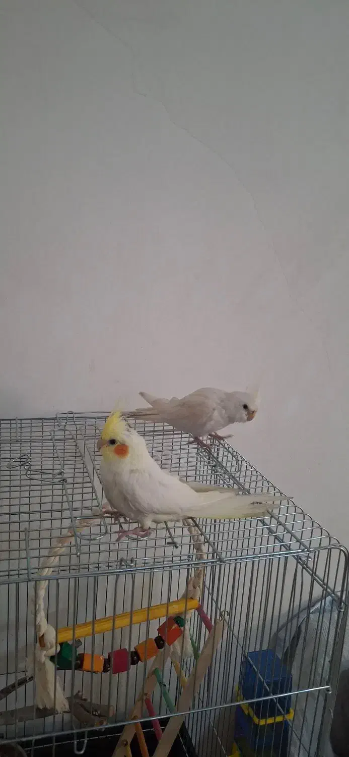 عروس هلندی نر و ماده با قفس و وسایل کامل|پرنده|شیراز, سلطان آباد|دیوار