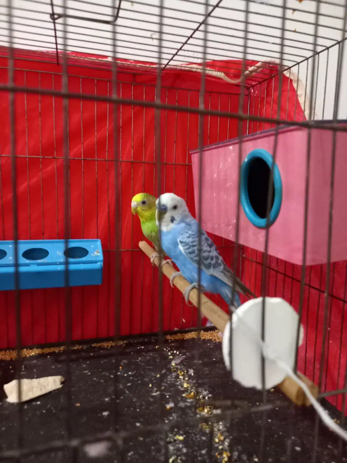 مرغ عشق نرو ماده|پرنده|گرگان, |دیوار