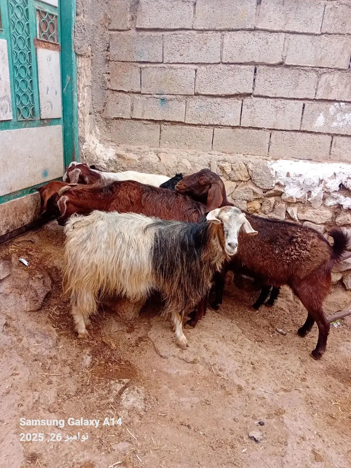 ۵عدد بز جوان بوغاز ویلینی برای نگه داشتن|حیوانات مزرعه|اردبیل, |دیوار