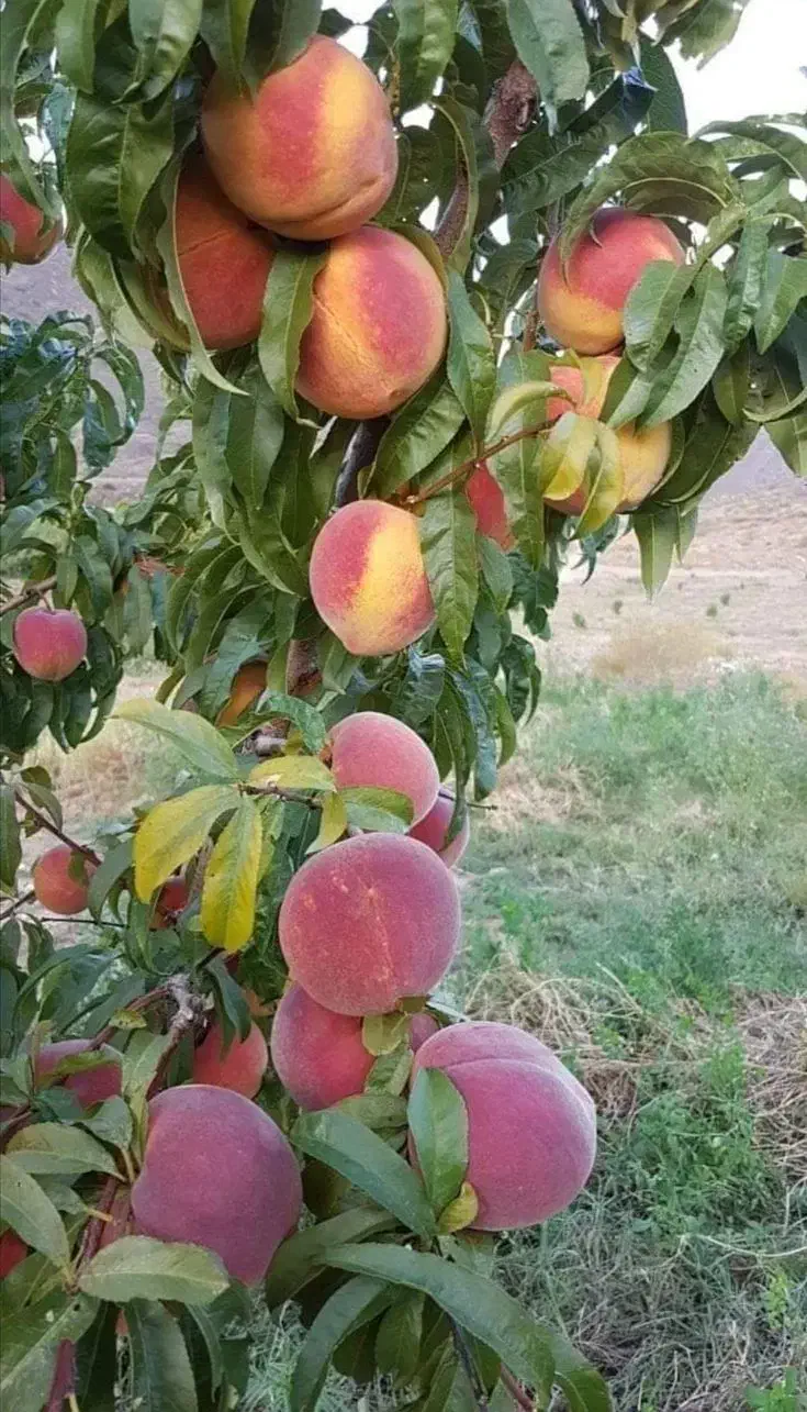 نهالستان عرفان نهال دارای مجوز رسمی جهاد کشاورزی|خدمات باغبانی و درختکاری|ابهر, |دیوار