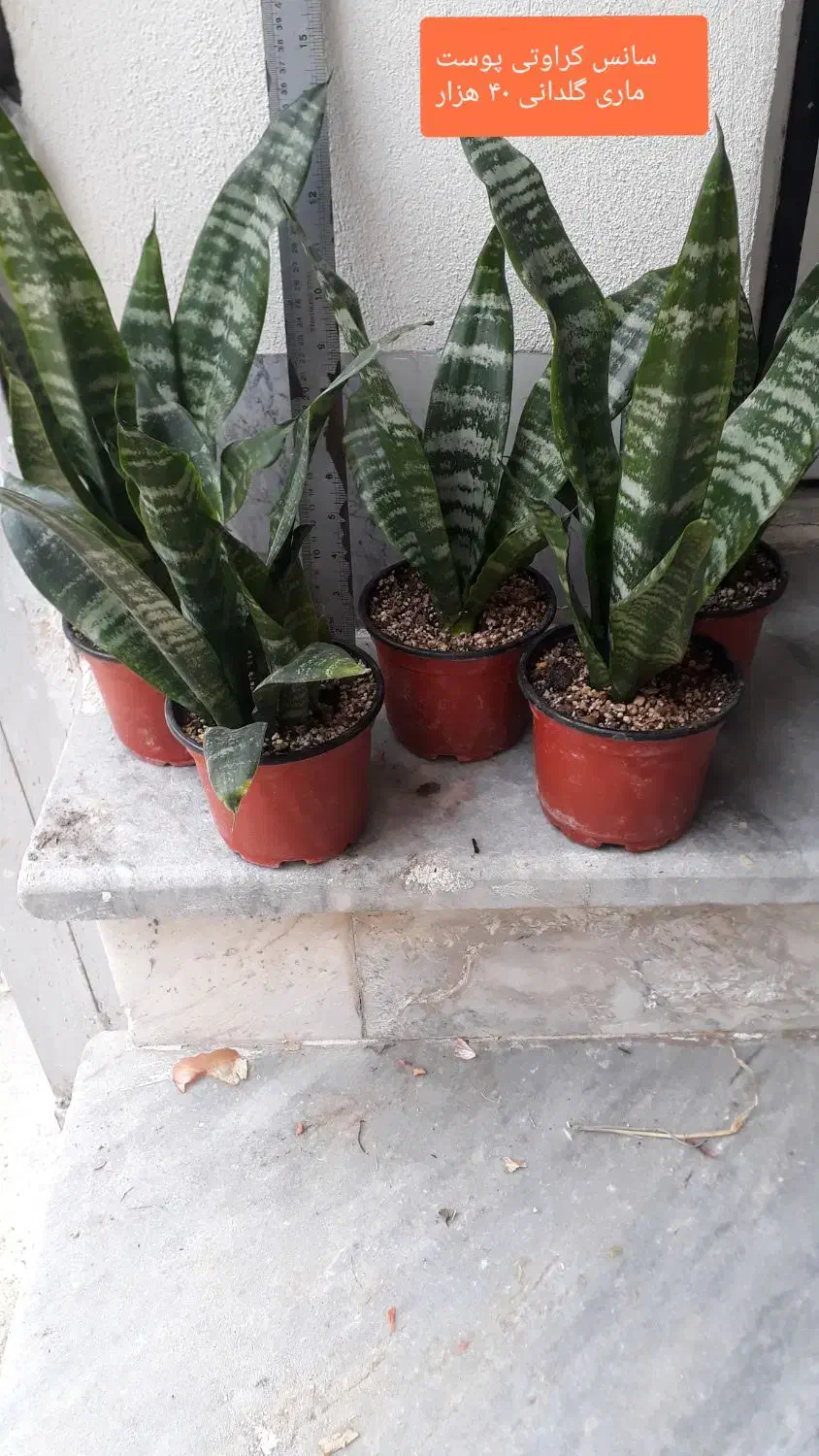 گلهای اپارتمانی با قیمت مناسب|گل و گیاه طبیعی|آشخانه, |دیوار