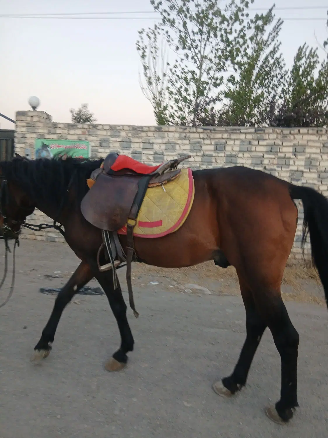 اسب|اسب و تجهیزات اسبسواری|اردبیل, |دیوار