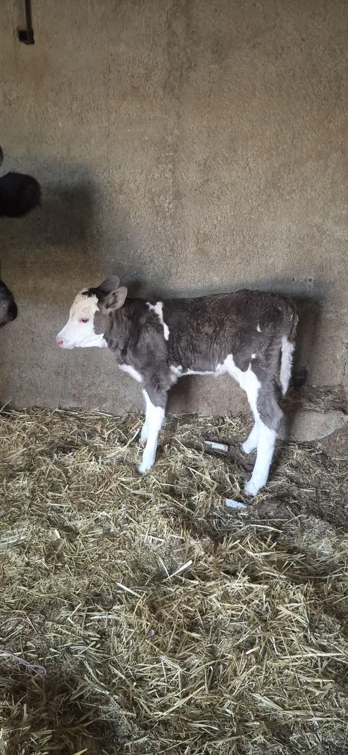 گاو شیری باگوساله سیمینتال ماده|حیوانات مزرعه|تهران, گلستان (شهرک راه آهن)|دیوار