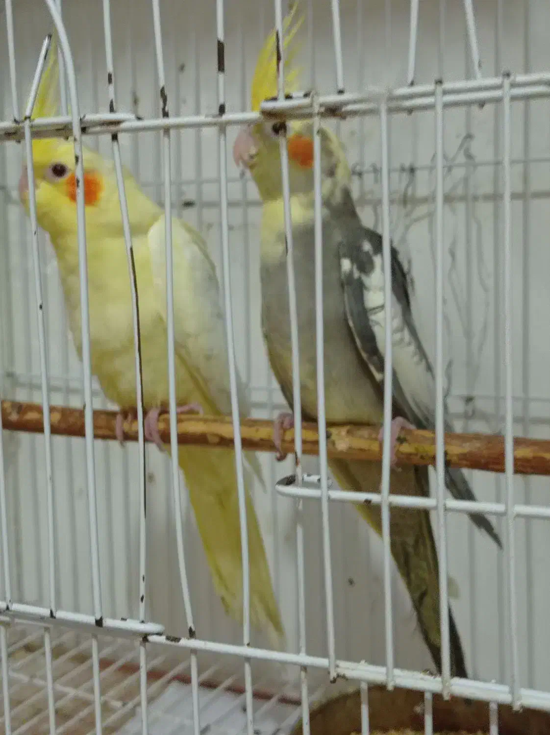 لوتینوی زیبا|پرنده|رشت, حسین آباد|دیوار