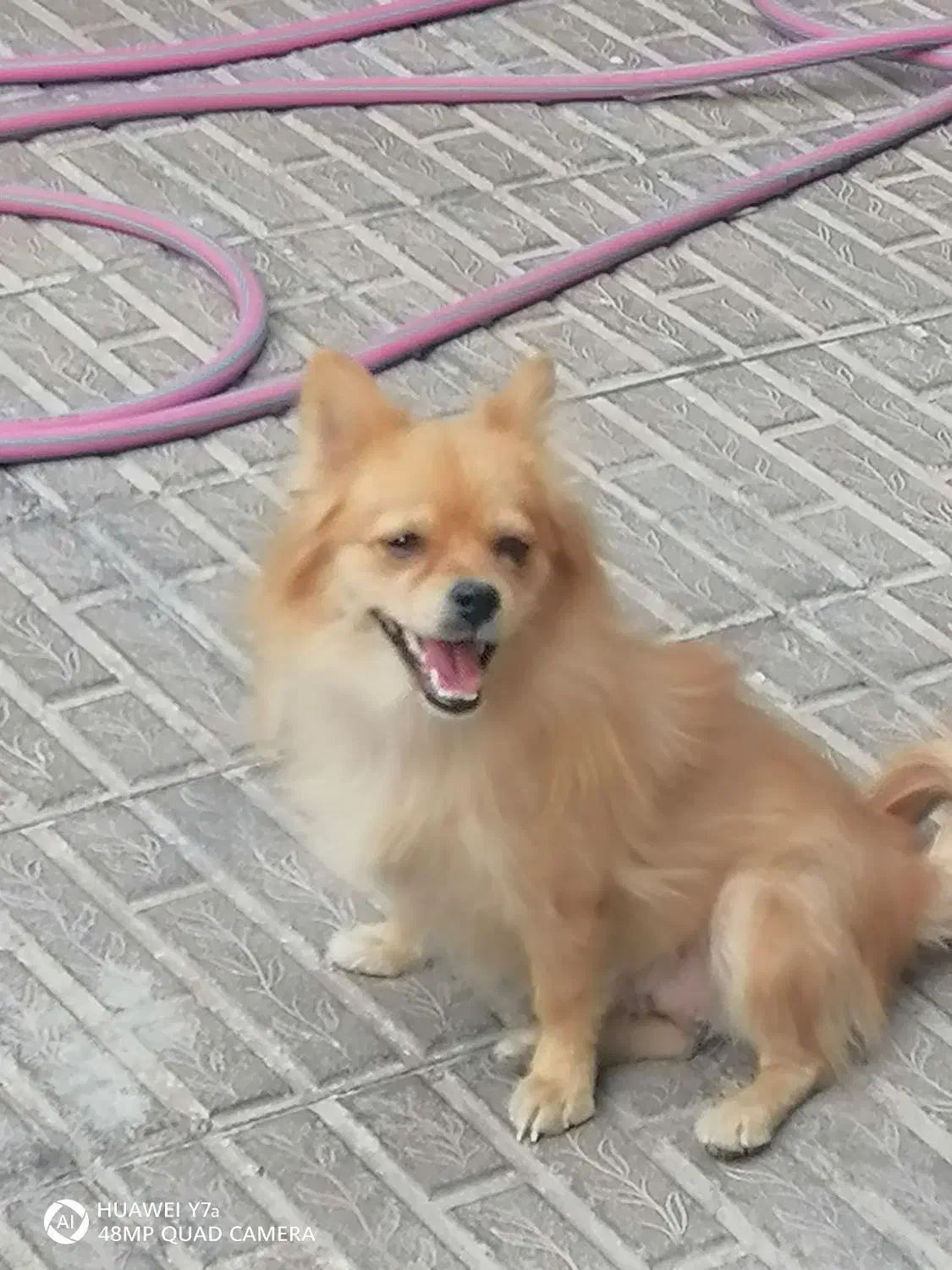 سگ پامر|سگ|بم, |دیوار