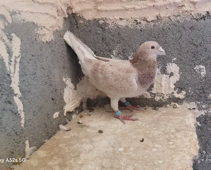 کفتر المانی نر مسافتی|پرنده|مشهد, شهرک رازی (شهرک غرب)|دیوار