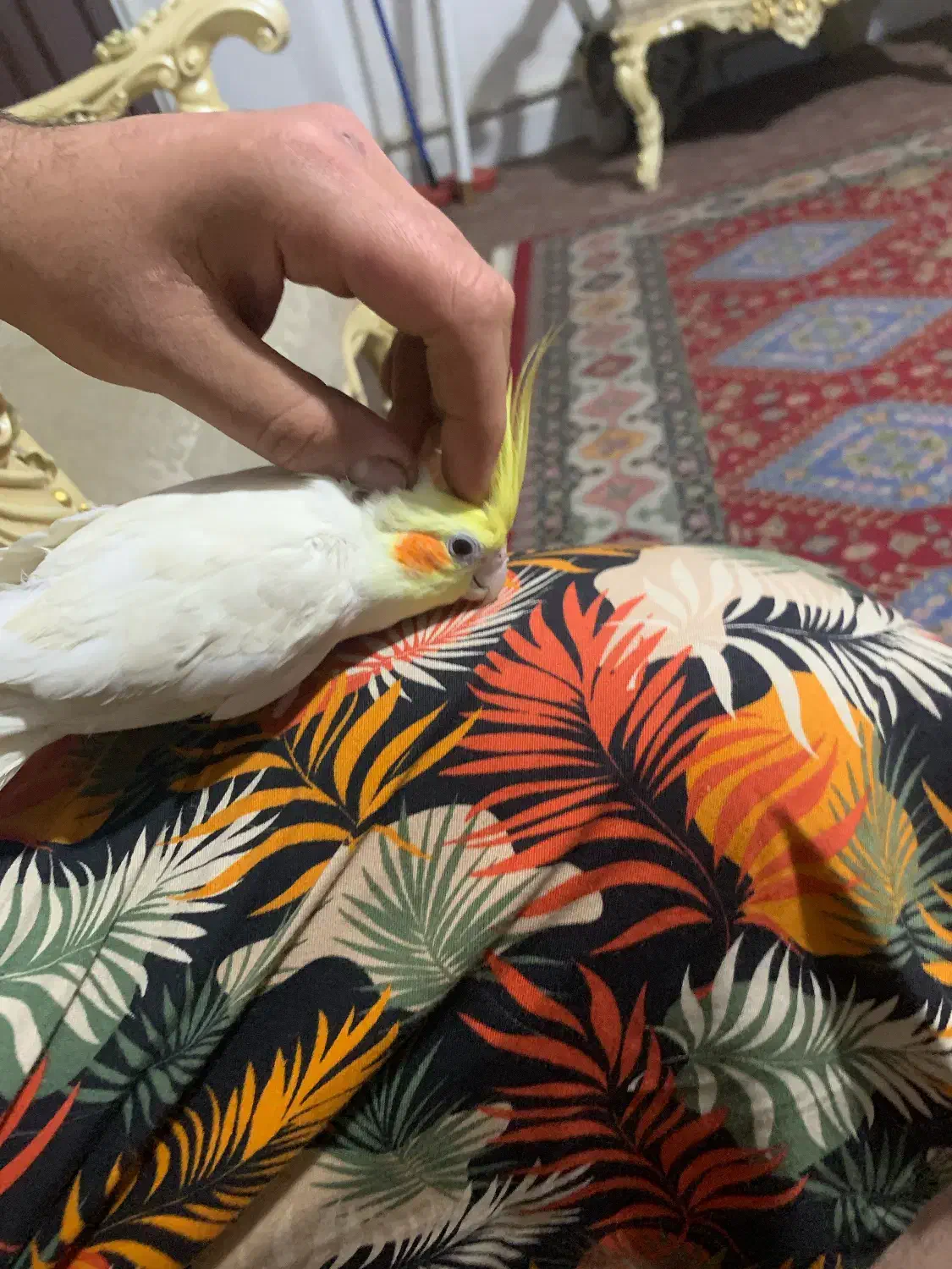 عروس هلندی|پرنده|قدس, شهرقدس|دیوار