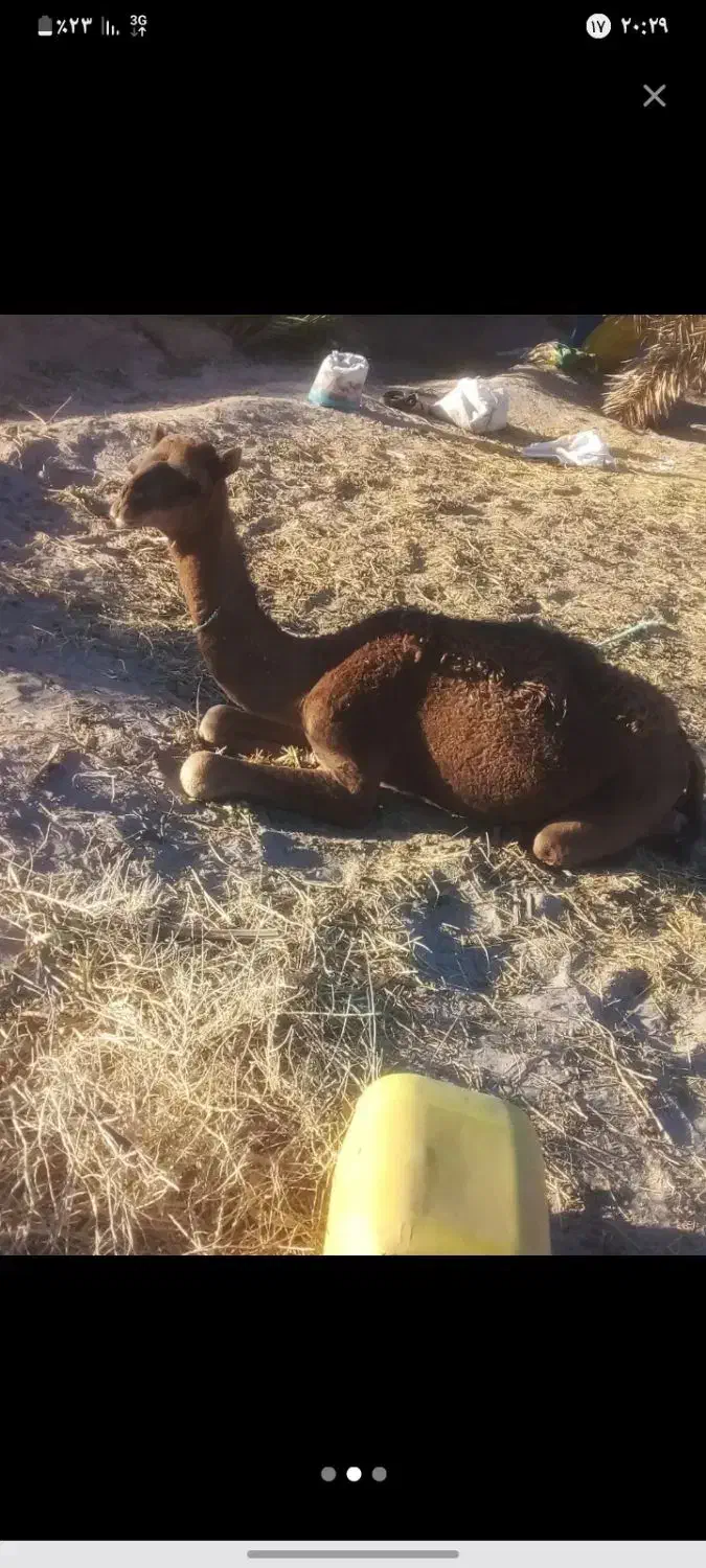 بچه شتر (نر)|حیوانات مزرعه|دلگان, |دیوار