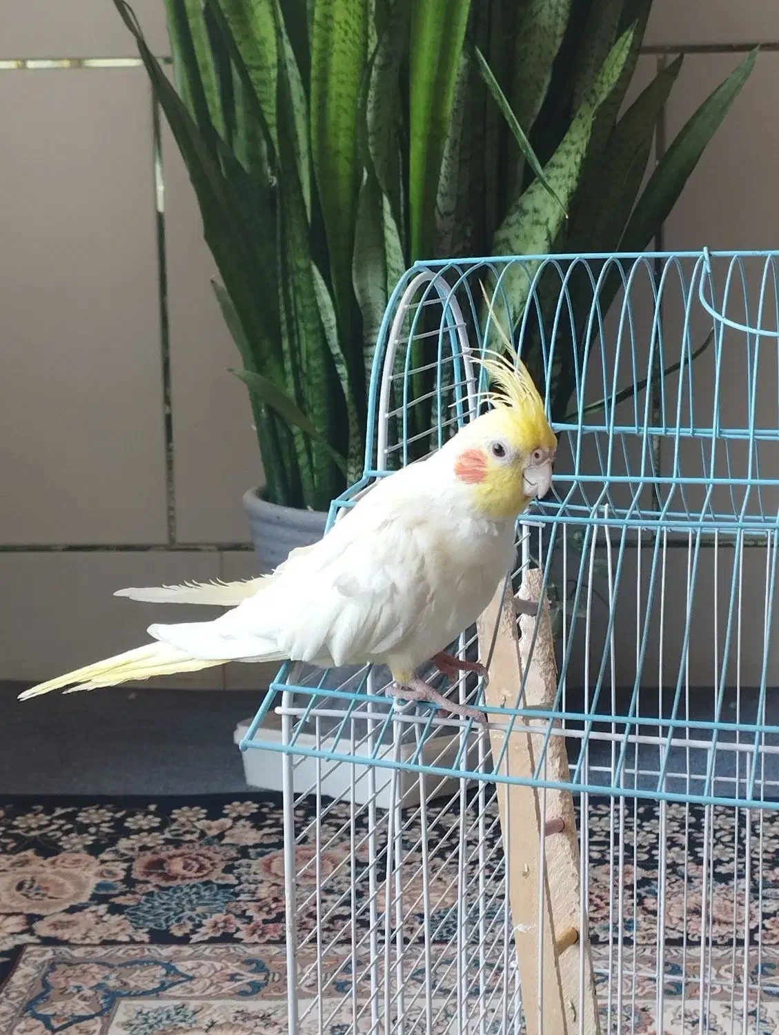 عروس هلندی لوتینو ماده|پرنده|زیباشهر, |دیوار