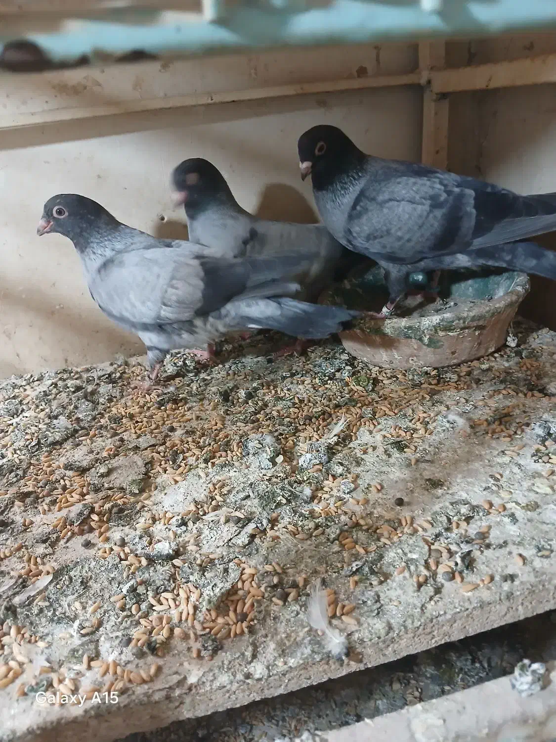 کبوتر موشی|پرنده|تهران, توحید|دیوار