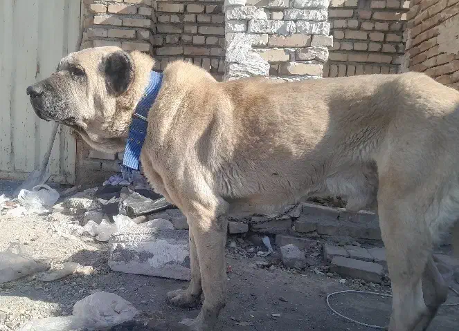 سک سرابی|سگ|رباط‌کریم, نصیرشهر|دیوار