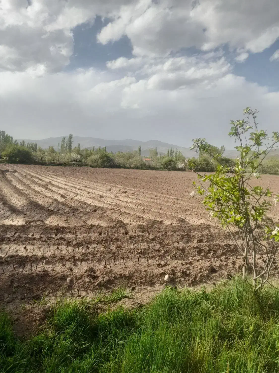 فروش زمین زراعی|فروش زمین و ملک کلنگی|فیرورق, |دیوار