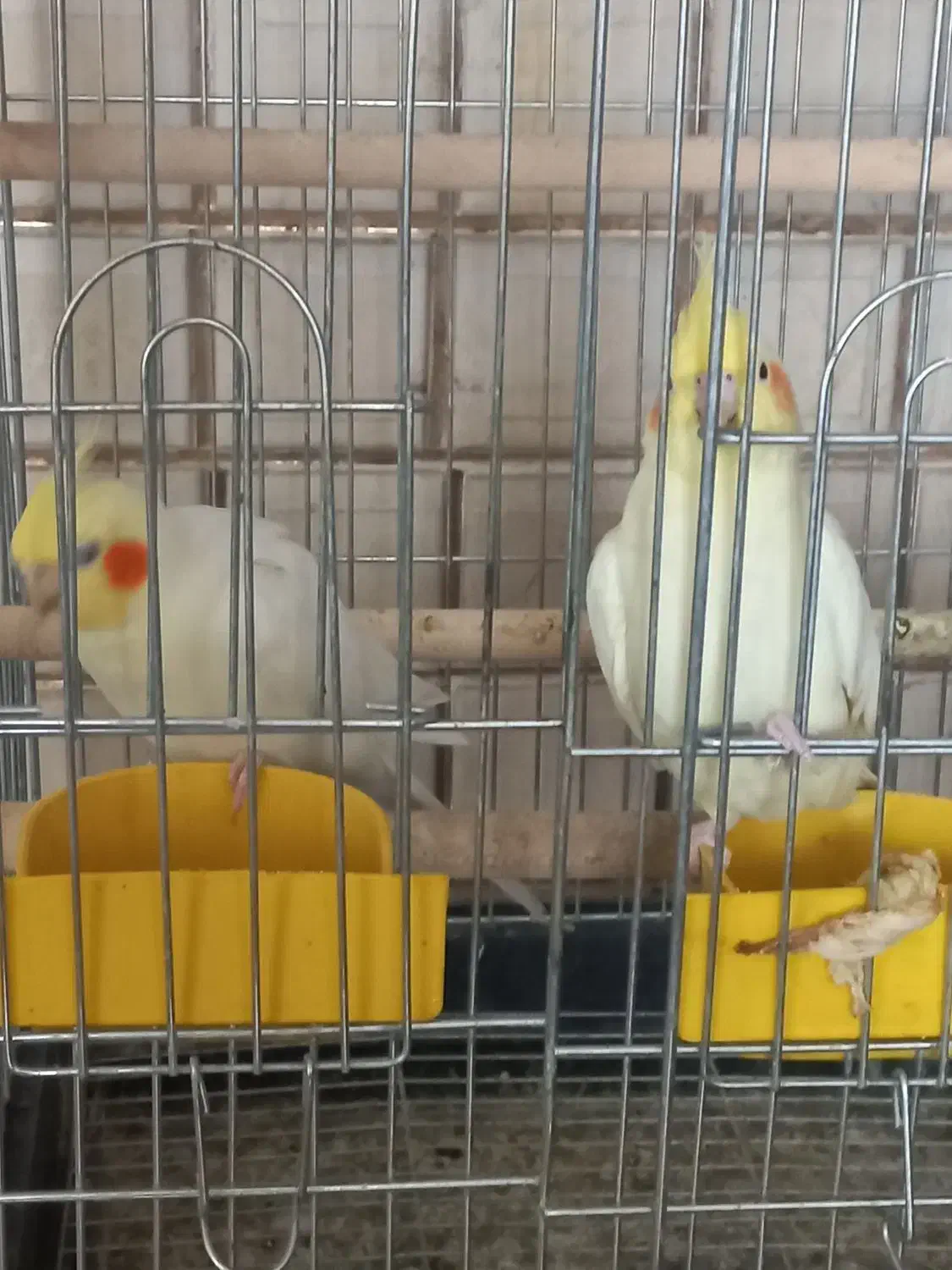 یک جفت عروس هلندی|پرنده|شیراز, کاراندیش|دیوار