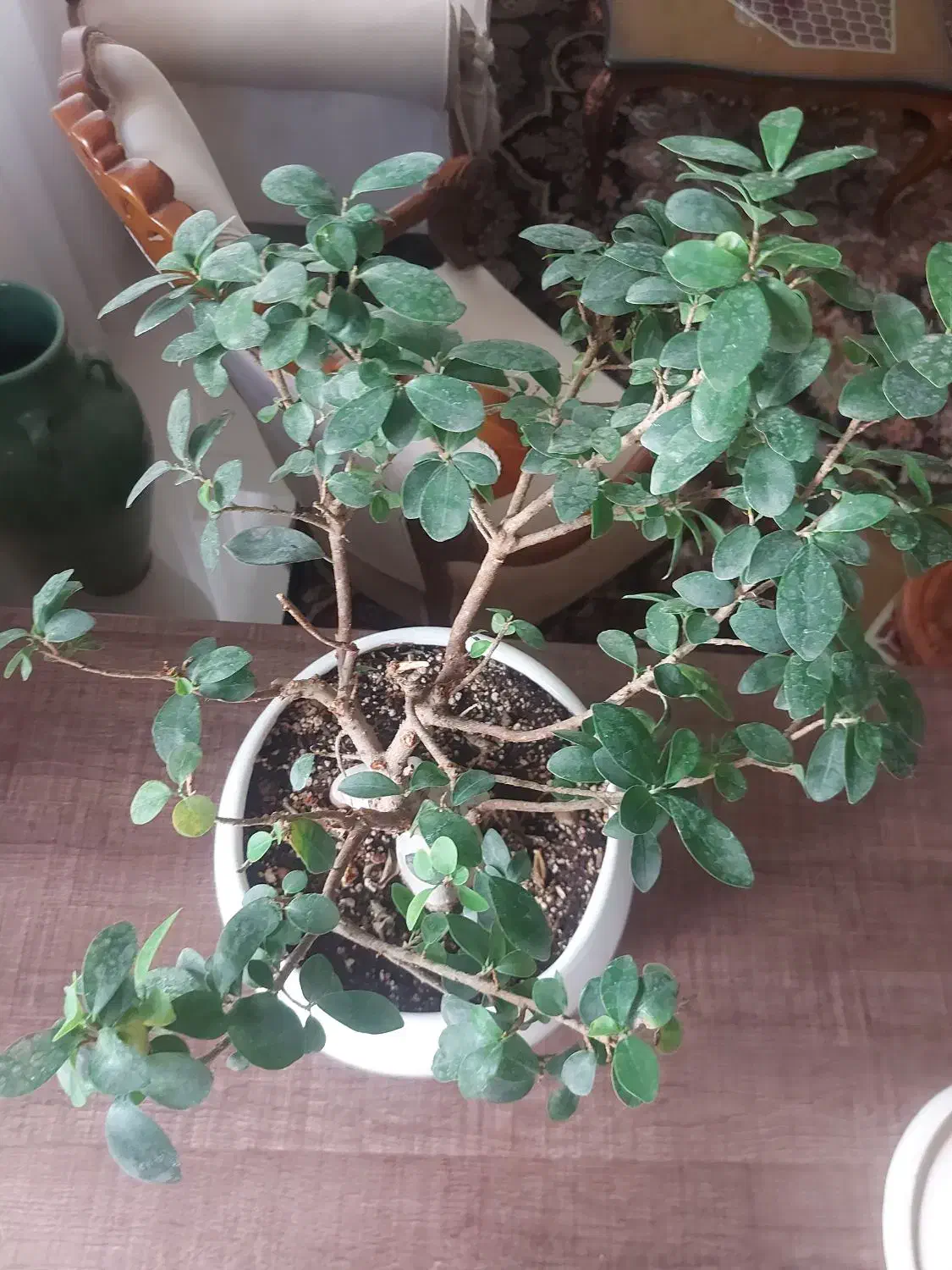 گل بنسای|گل و گیاه طبیعی|اندیشه, اندیشه فاز ۵|دیوار