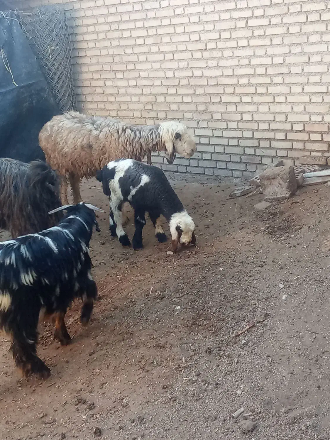 بز و میش|حیوانات مزرعه|گتوند, |دیوار