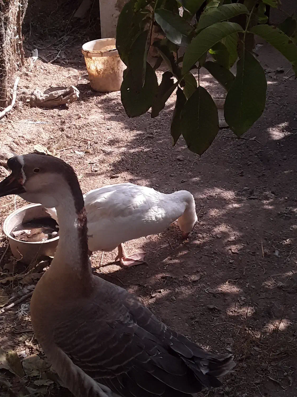 فروش یک جفت قو غاز|حیوانات مزرعه|ارومیه, |دیوار