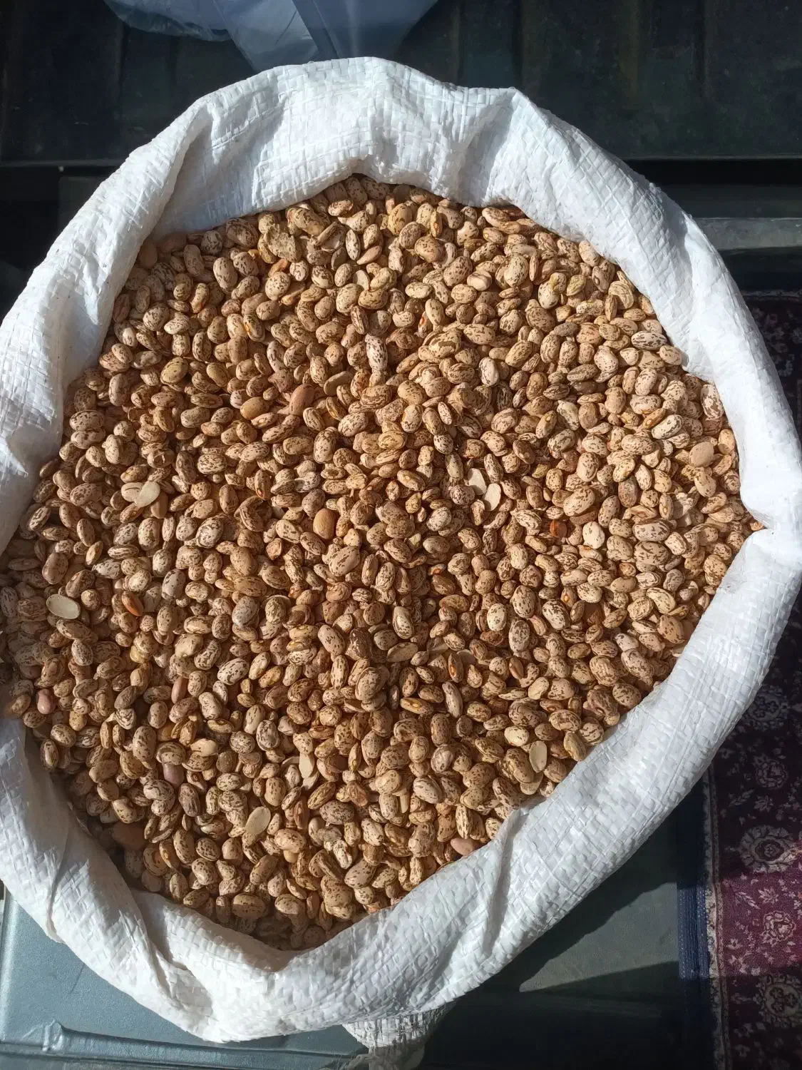 لوبیاچیتی محلی|حراج|شوشتر, |دیوار