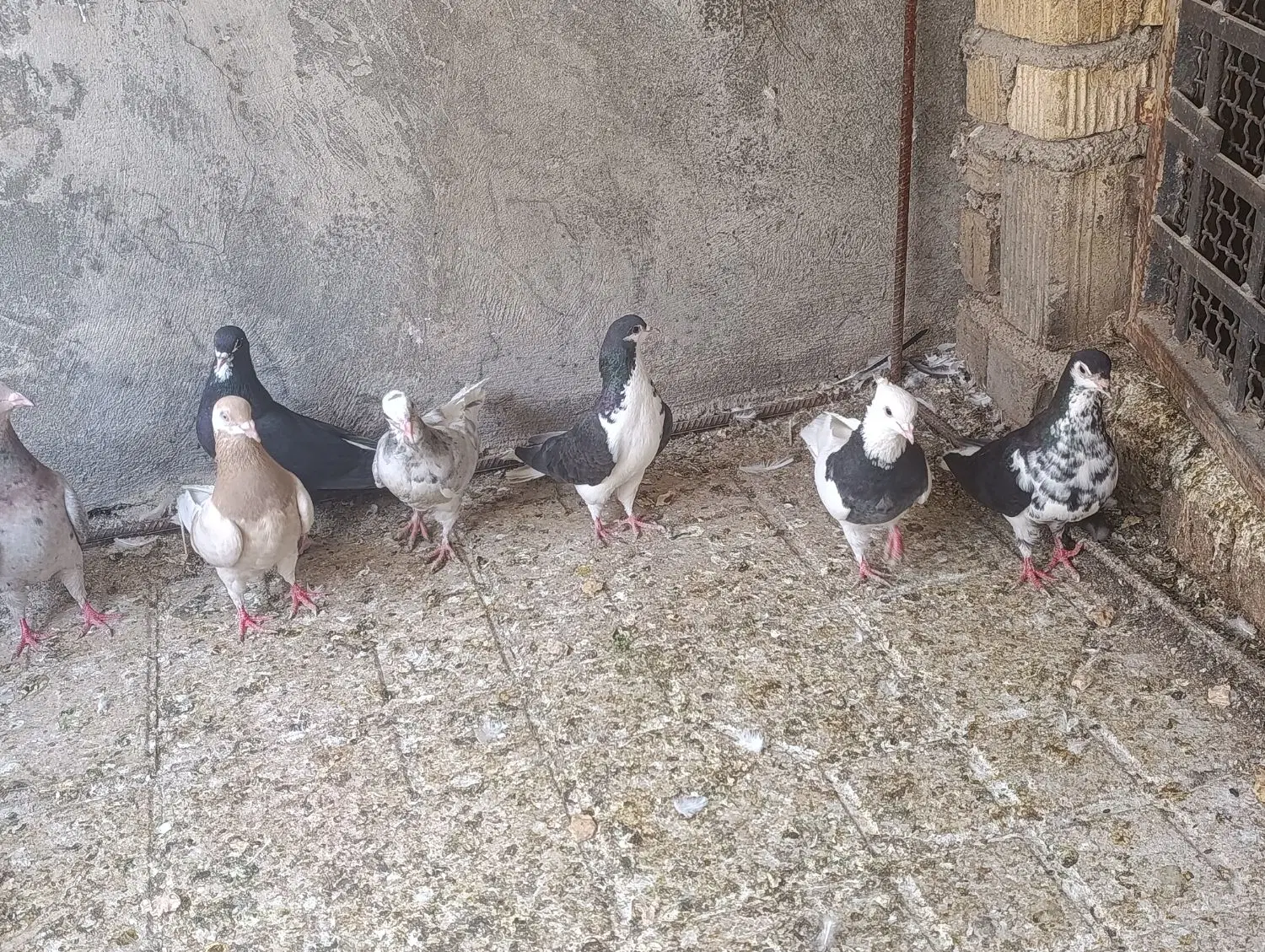 کفتر|پرنده|شیراز, نصرآباد|دیوار
