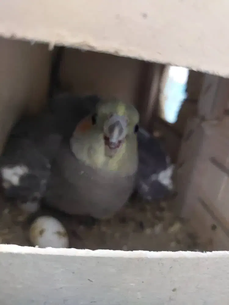 یک جفت عروس طوطی هلندی مولد|پرنده|شوشتر, |دیوار