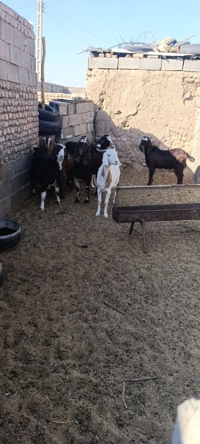 بزغاله چاق|حیوانات مزرعه|زهان, |دیوار