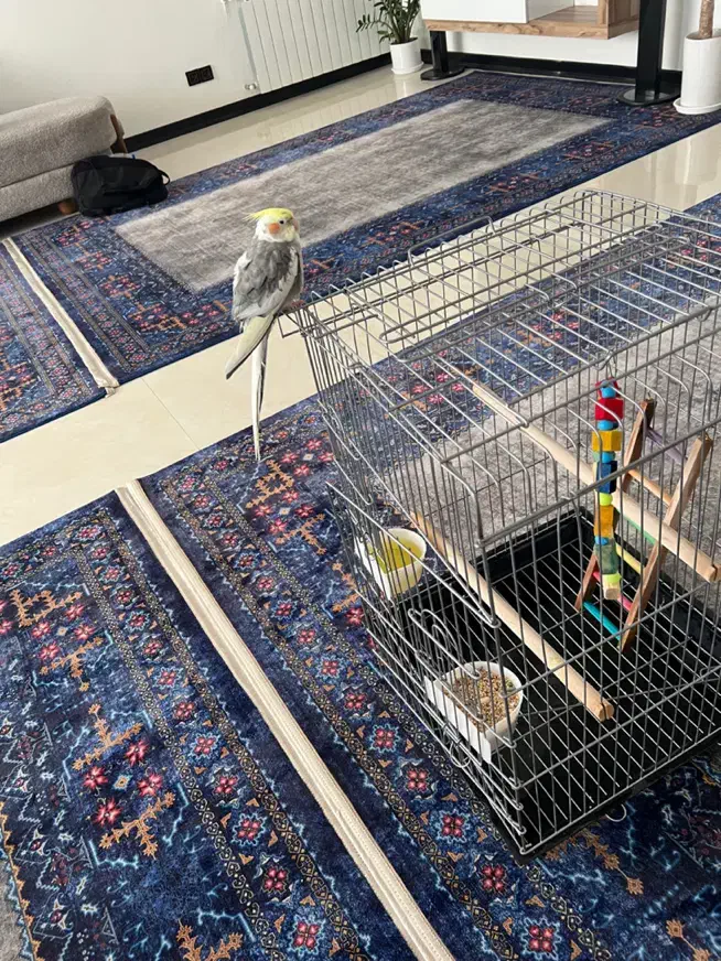 عروس هلندی|پرنده|مهاجران, |دیوار