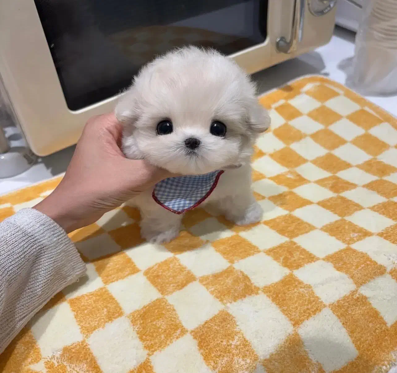 پودل جیبی مالتیز مینی|سگ|تهران, میدان ولیعصر|دیوار