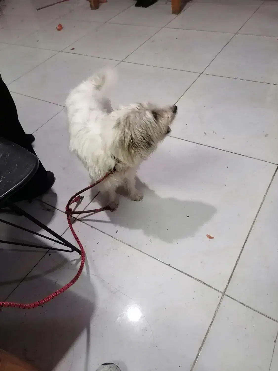 پیدا شدن یک سگ|حیوانات|مشهد, کوی راد|دیوار