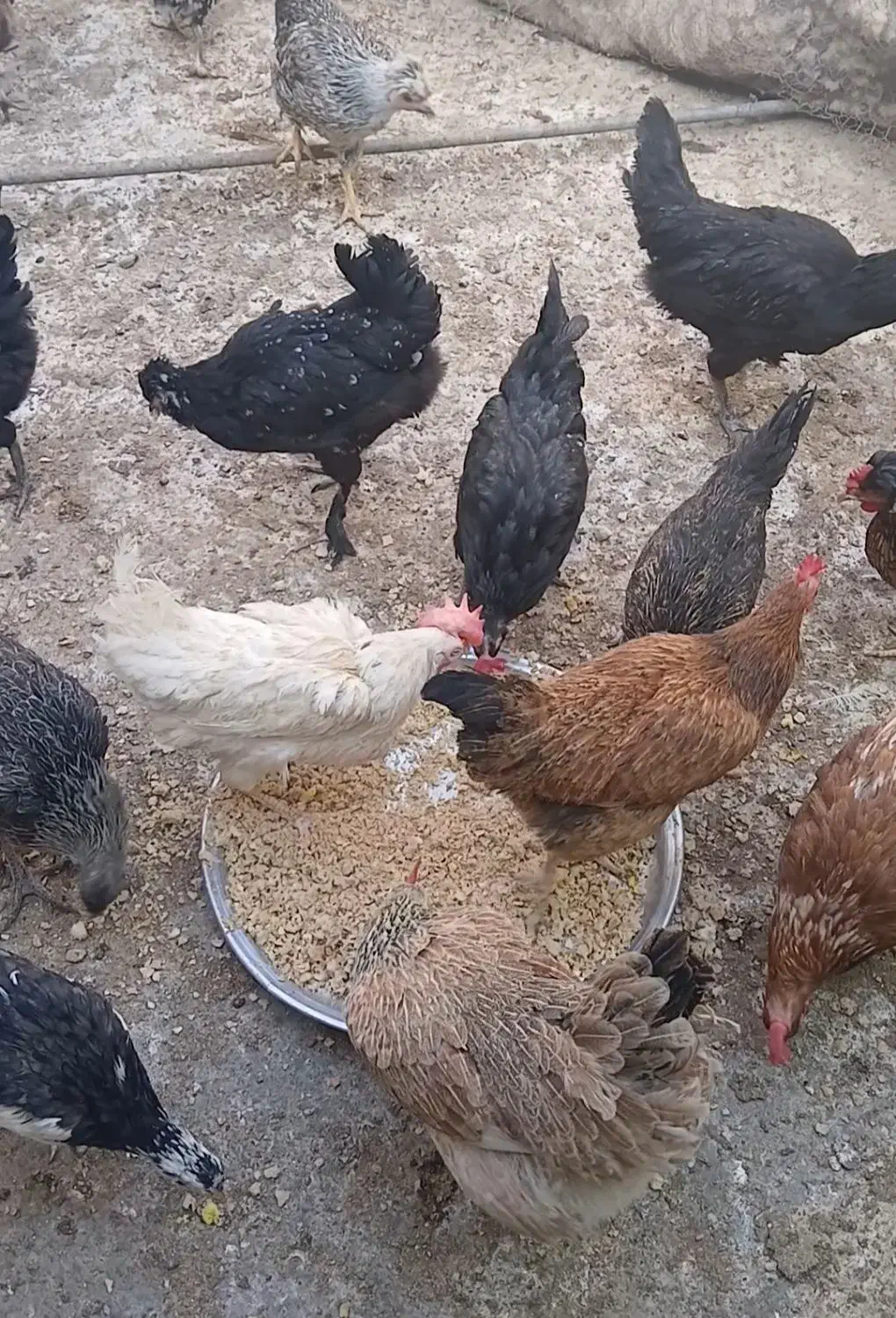 مرغ بومی تخم کن|حیوانات مزرعه|خمینیشهر, |دیوار