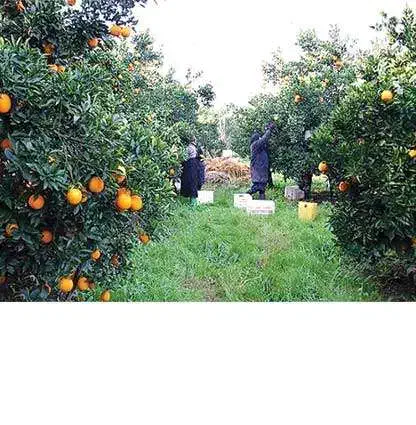 پرتقال و نارنگی|خدمات باغبانی و درختکاری|کیاکلا, |دیوار