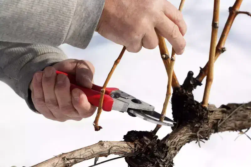 هرس باغ|خدمات باغبانی و درختکاری|نسیمشهر, |دیوار