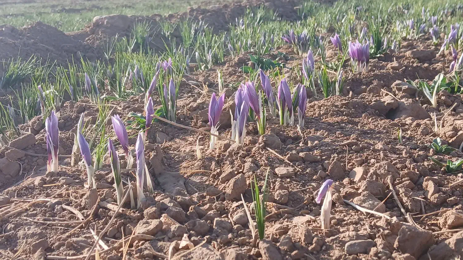 زعفران پوشال|خوردنی و آشامیدنی|تربتحیدریه, حاجی یار|دیوار