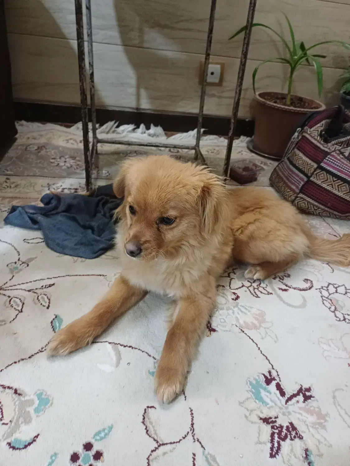 پاپی|سگ|اصفهان, اشکاوند|دیوار