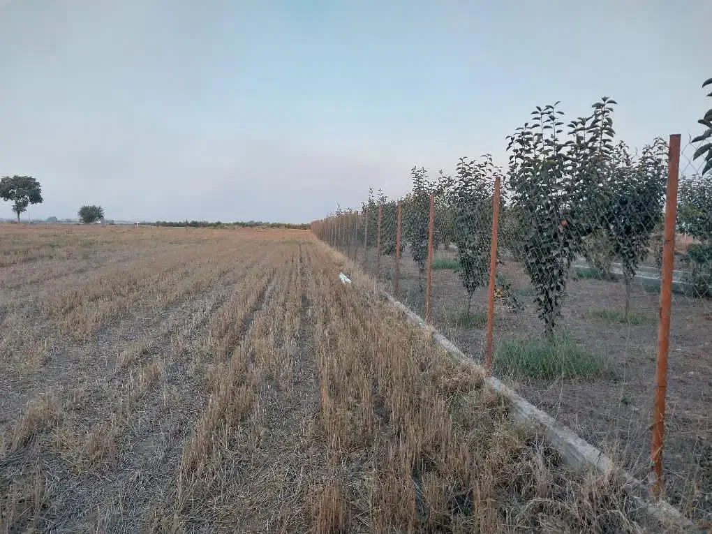 زمین کشاورزی و باغی قلندرمحله|فروش زمین و ملک کلنگی|گرگان, |دیوار