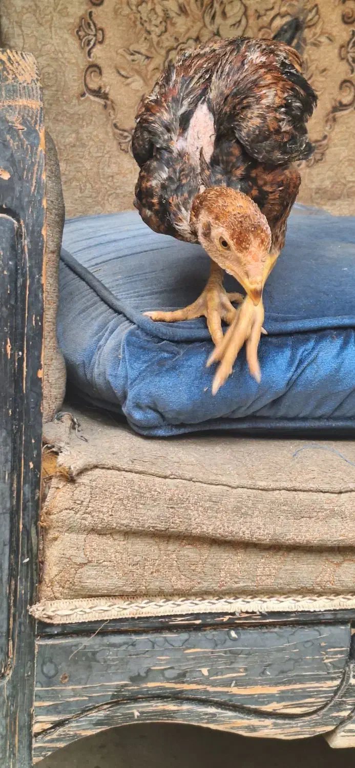 جوجه لاری|حیوانات مزرعه|ورامین, خیر آباد|دیوار