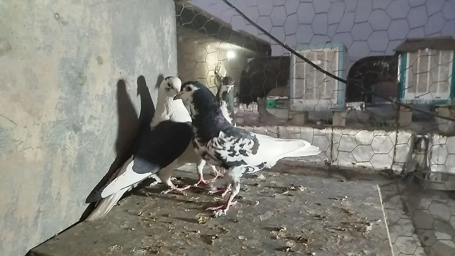 کفتر شهری و پشتی|پرنده|شیراز, کوشک میدان|دیوار