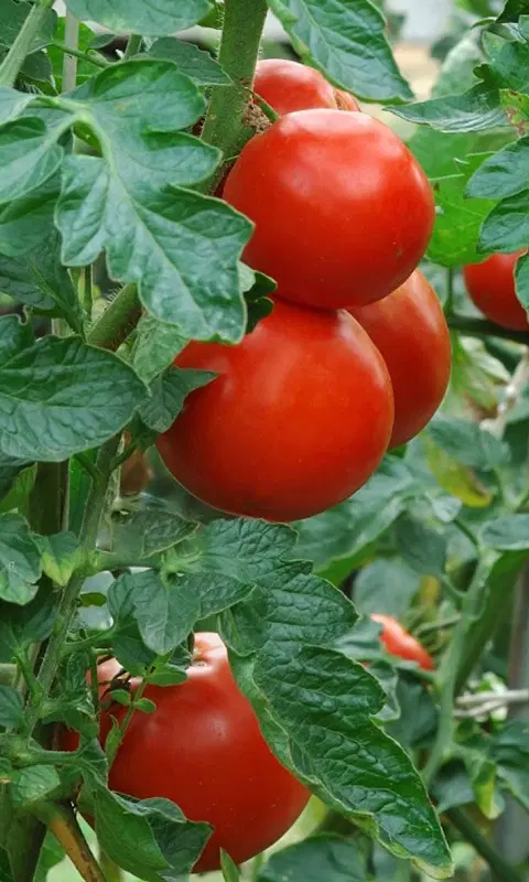 گوجه ربی|خوردنی و آشامیدنی|قوچان, |دیوار