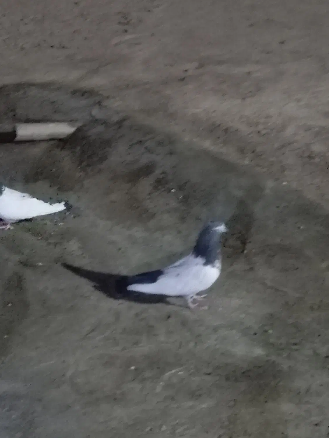 کبوتر|پرنده|شراء, |دیوار