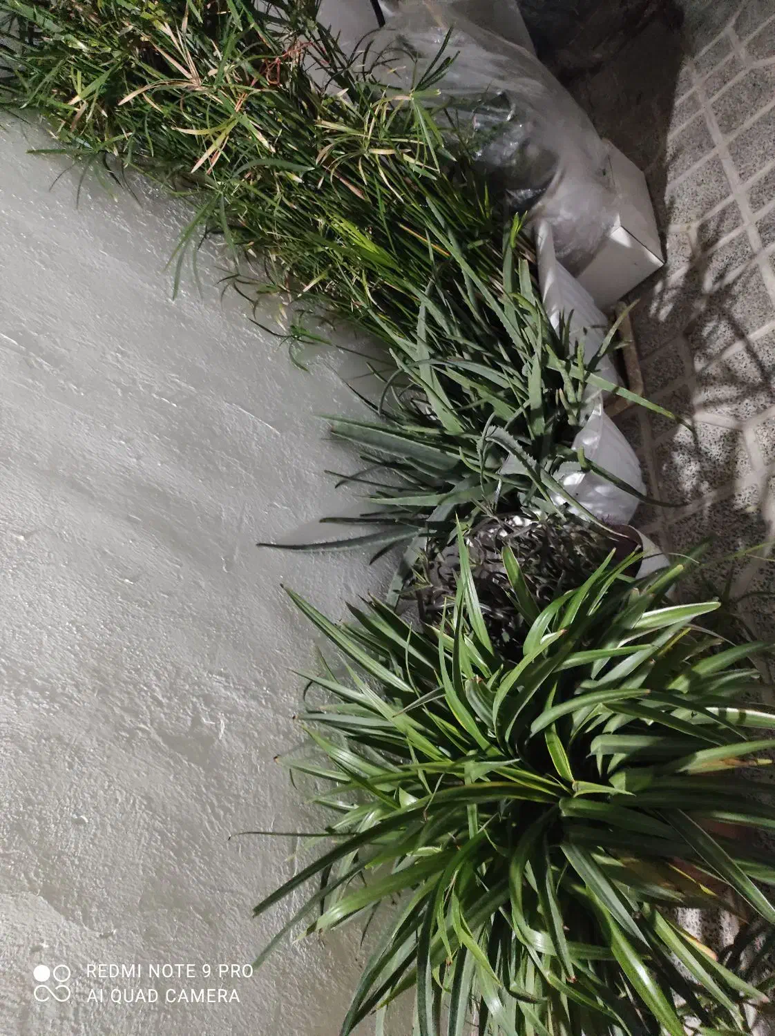 گل طبیعی|گل و گیاه طبیعی|اسلام‌شهر, زرافشان|دیوار