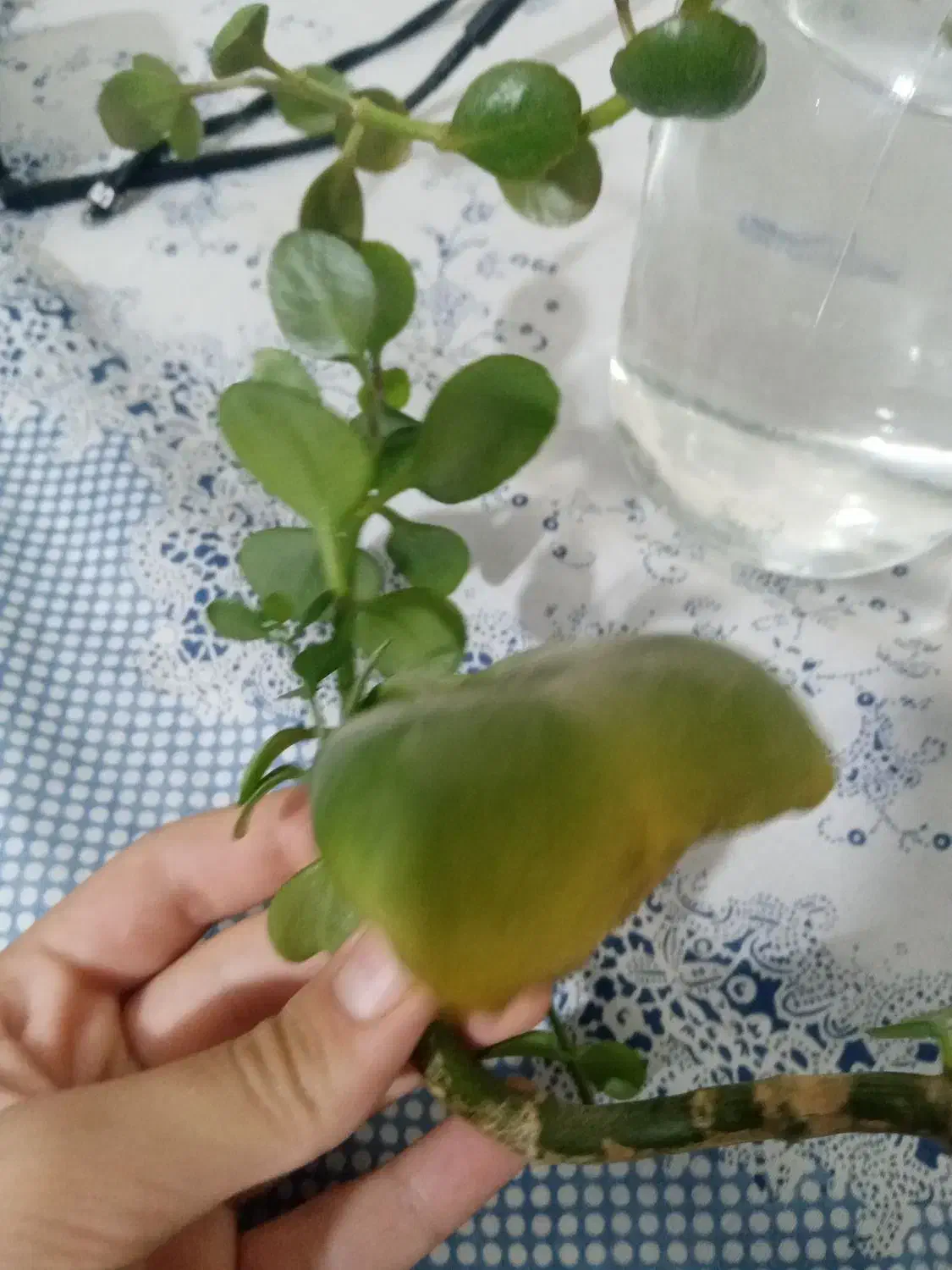 قلمه ی گل از 15 تومن|گل و گیاه طبیعی|سبزوار, ولیعصر (نجار آباد)|دیوار